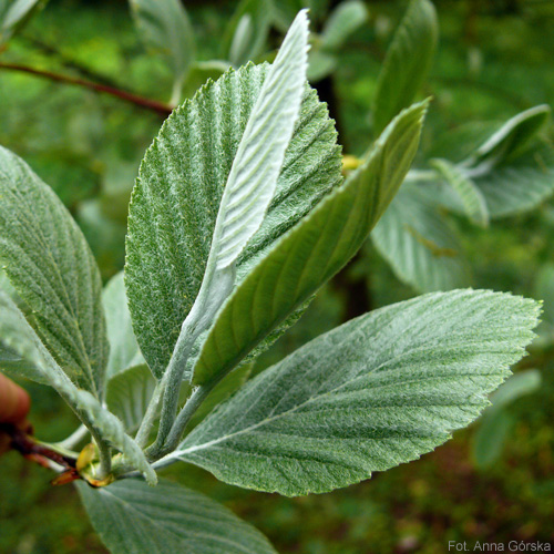 Jarząb mączny, Sorbus aria, liście